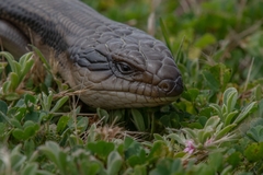 Tiliqua scincoides scincoides