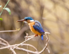 Corythornis cristatus