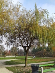 Salix