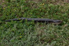 Tiliqua scincoides scincoides