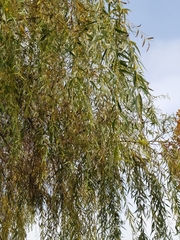 Salix