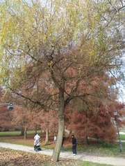 Salix