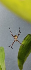 Argiope appensa