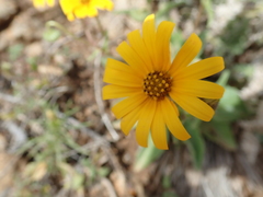 Osteospermum amplectens