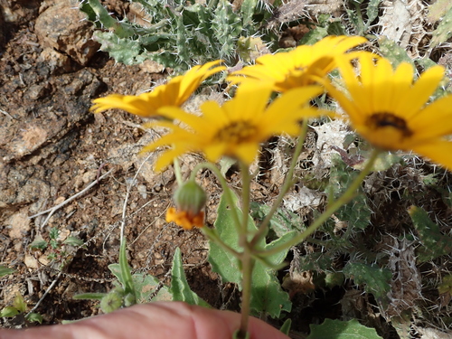Image of Osteospermum amplectens by no rights reserved