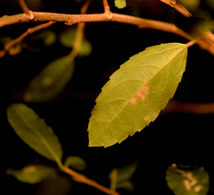 Azara serrata