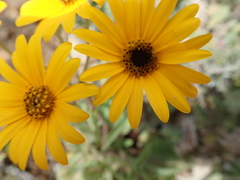 Osteospermum amplectens