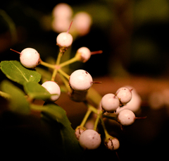 Azara serrata