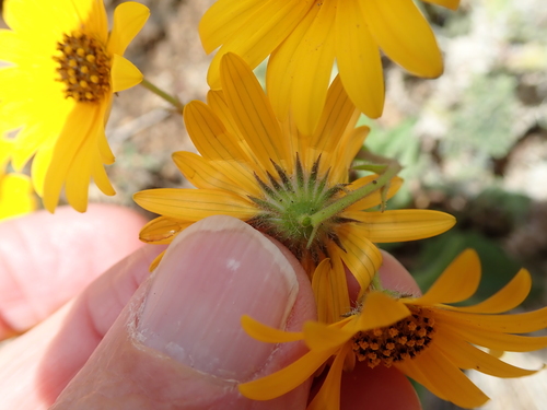 Image of Dassie Boneseed (Osteospermum amplectens) by no rights reserved