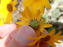 Osteospermum amplectens