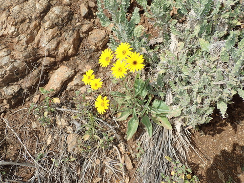 Image of Dassie Boneseed (Osteospermum amplectens) by no rights reserved