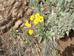 Osteospermum amplectens