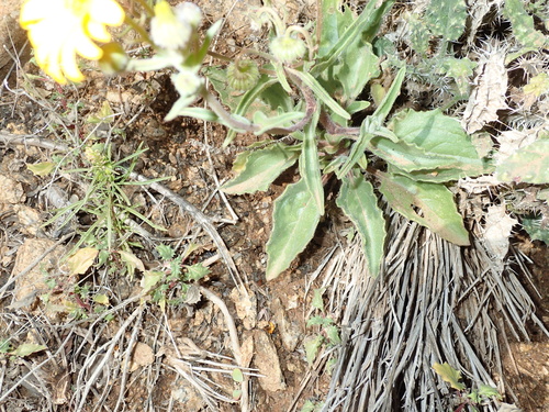 Image of Dassie Boneseed (Osteospermum amplectens) by no rights reserved
