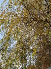 Salix