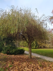 Salix