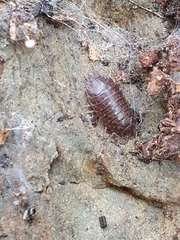 Protracheoniscus politus