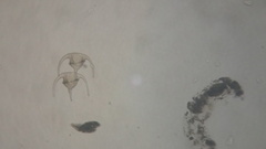 Miozoa