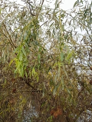 Salix