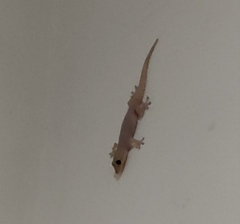 Gehyra mutilata