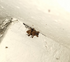 Mechistocerus