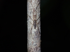 Moneta mirabilis