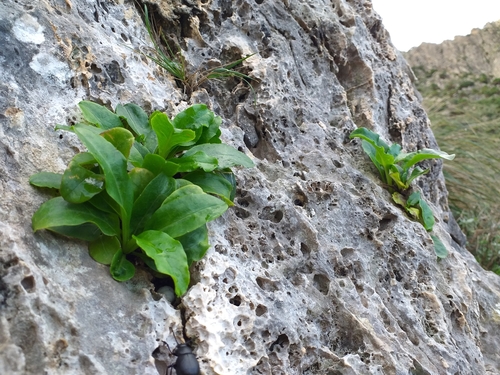 Sicilian Sparviere (Hieracium lucidum)