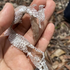 Pygopus lepidopodus
