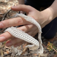 Pygopus lepidopodus