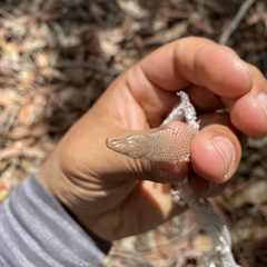 Pygopus lepidopodus