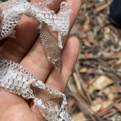 Pygopus lepidopodus