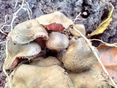 Melanophyllum haematospermum