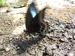Papilio polymnestor polymnestor