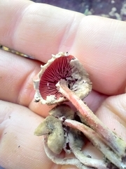 Melanophyllum haematospermum