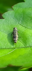 Agrilus occipitalis