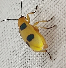 Metaxyonycha lacerdae