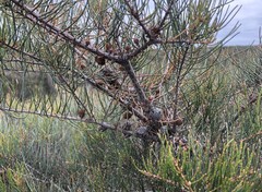 Allocasuarina pusilla