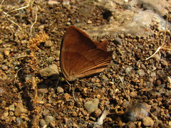 Abisara bifasciata suffusa