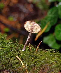 Heimiomyces fulvipes