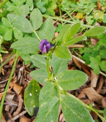 Vicia narbonensis