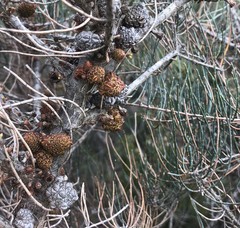 Allocasuarina pusilla