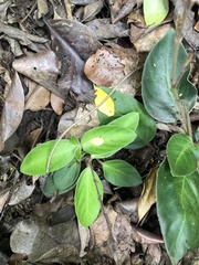 Chamaeranthemum beyrichii