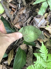 Chamaeranthemum beyrichii