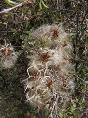 Clematis marata