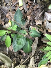 Chamaeranthemum beyrichii