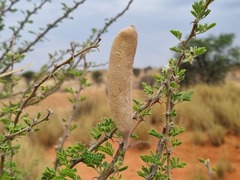 Vachellia hebeclada hebeclada