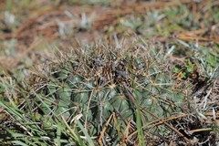Coryphantha ottonis