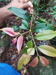 Syzygium gardneri