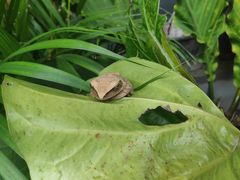 Polypedates leucomystax