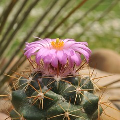 Coryphantha ottonis