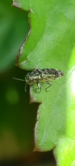 Agrilus occipitalis